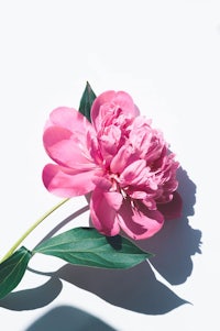 a pink peony on a white background